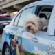 fluffy stuck on la freeway at disney